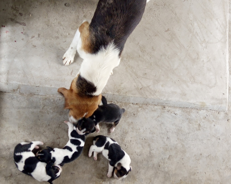 比格犬